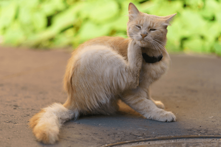 Kat vacht advies welkoop